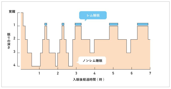 レム睡眠とノンレム睡眠の図解